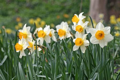 水仙 花|スイセン（水仙）の植え付けや育て方と植物の特徴を。